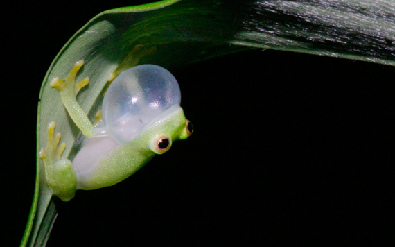 [더럼=AP/뉴시스] 미국 대학 연구진이 지난해 12월 제공한 사진에 '유리 개구리'(Glass Frog) 한 마리가 풀잎 뒷면에 앉아 있다. 2022.12.23. *재판매 및 DB 금지