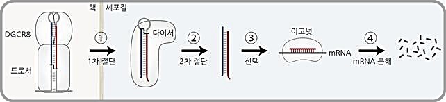 [대전=뉴시스]마이크로RNA의 생성 경로와 기능. 마이크로RNA 최초 전사체는 핵 내에서 드로셔-DGCR8 단백질 복합체에 의해서 1차 절단돼 세포질로 방출, 다이서에 의해 2차 절단된다. 그 결과 생성된 마이크로RNA 이중나선은 아고넛에 결합해 그 중 한 가닥이 남아 복합체를 완성한다. 아고넛에 들어간 마이크로RNA는 mRNA에 결합해 mRNA를 분해, mRNA로부터 단백질이 만들어지는 것을 막는다. 이 현상이 RNA간섭(RNAi)이다.  *재판매 및 DB 금지