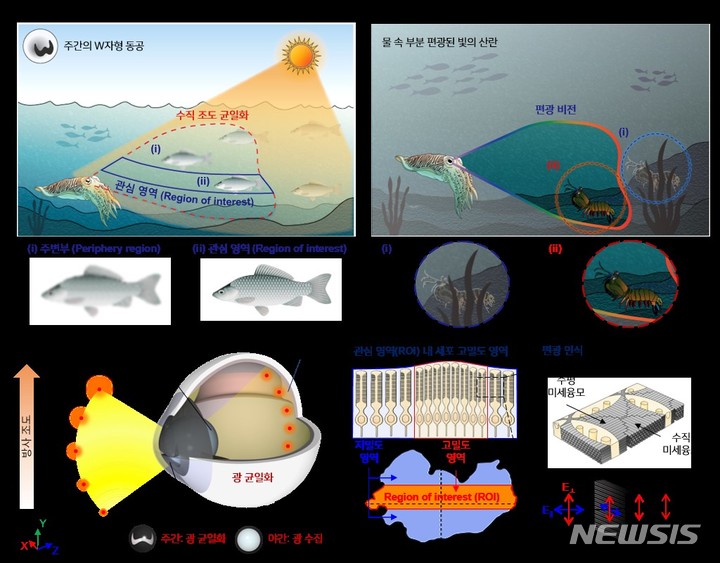 [광주=뉴시스]수중에서의 갑오징어의 시각적 특성 및 눈 구조