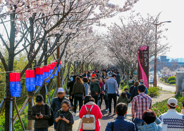 [부산=뉴시스] 2019년 부산 강서구 낙동강 30리 벚꽃축제. (사진=강서구 제공) *재판매 및 DB 금지