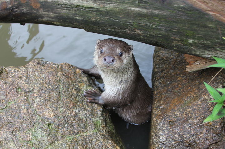 [서울=뉴시스] 한강 일대에서 발견된 수달의 모습. (사진=마크로젠 제공) *재판매 및 DB 금지