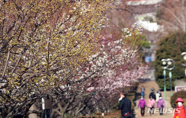 [부산=뉴시스] 하경민 기자 = 온화한 날씨를 보인 26일 부산 남구 수목전시원에서 봄소식을 전하는 산수유, 매화 등이 꽃망울을 활짝 터뜨려 나들이 나온 시민들의 눈길을 사로잡고 있다. 2023.02.26. yulnetphoto@newsis.com