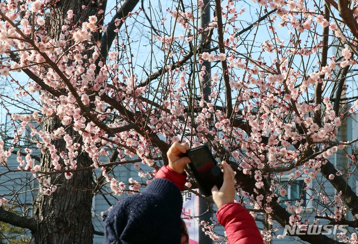 [부산=뉴시스] 하경민 기자 = 온화한 날씨를 보인 26일 부산 남구 수목전시원에서 봄소식을 전하는 매화가 꽃망울을 활짝 터뜨려 나들이 나온 시민들의 눈길을 사로잡고 있다. 2023.02.26. yulnetphoto@newsis.com