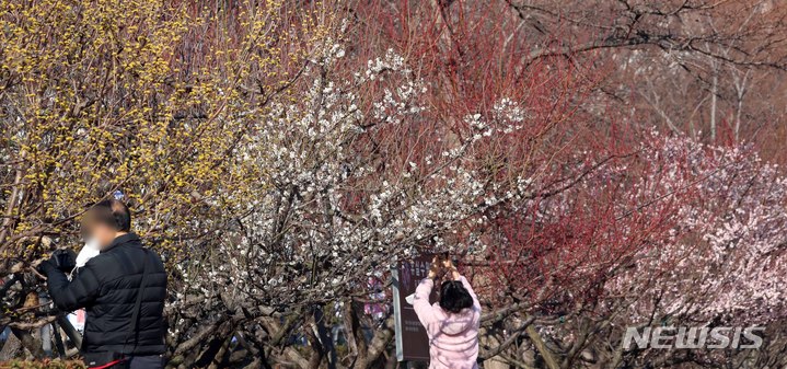 [부산=뉴시스] 하경민 기자 = 온화한 날씨를 보인 26일 부산 남구 수목전시원에서 봄소식을 전하는 산수유, 매화 등이 꽃망울을 활짝 터뜨려 나들이 나온 시민들의 눈길을 사로잡고 있다. 2023.02.26. yulnetphoto@newsis.com