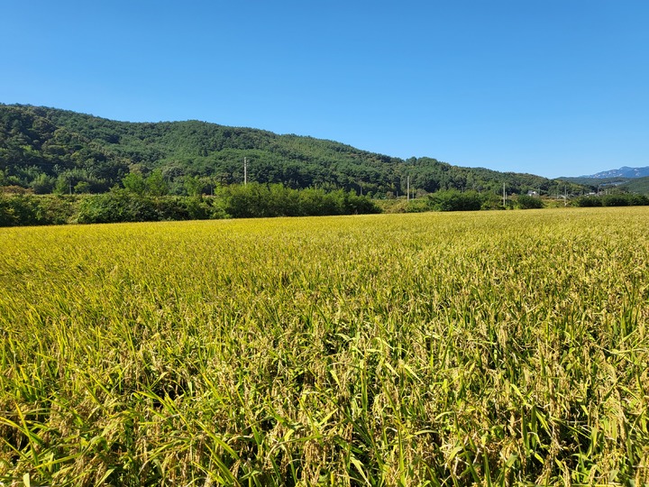 [산청=뉴시스] 산청군 가루쌀 재배 모습. *재판매 및 DB 금지