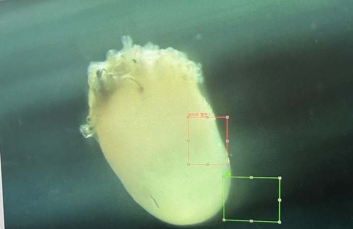 [서울=뉴시스] 오가노이드사이언스의 피부 오가노이드. 상단에 보이는 것이 머리털로, 120일 정도가 되면 전체가 풍성하게 뒤덮인다. (사진=뉴시스) *재판매 및 DB 금지