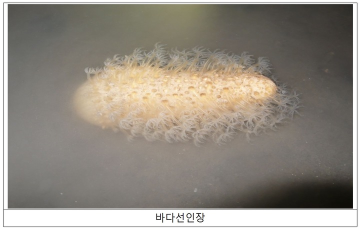 [3월 해양생물]서남해안 모래갯벌서 형광빛 내는 '바다선인장'