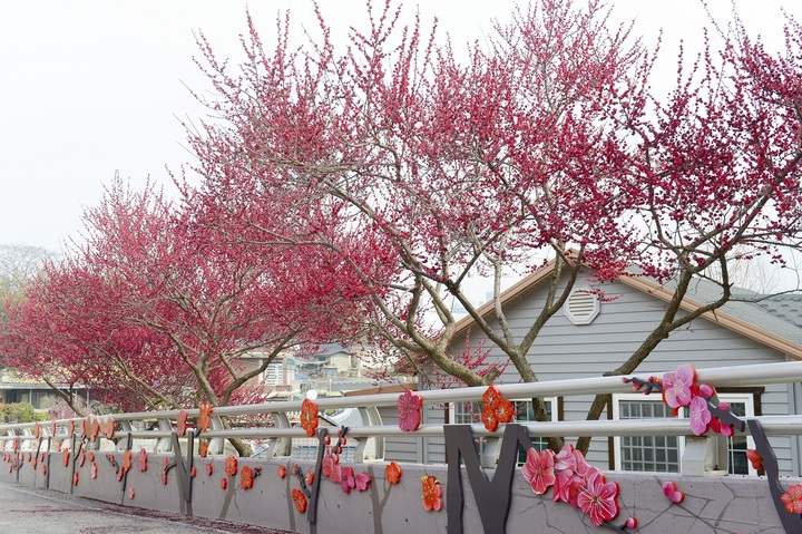 순천시 매곡동에서 활짝핀 홍매화. 순천시 제공 *재판매 및 DB 금지