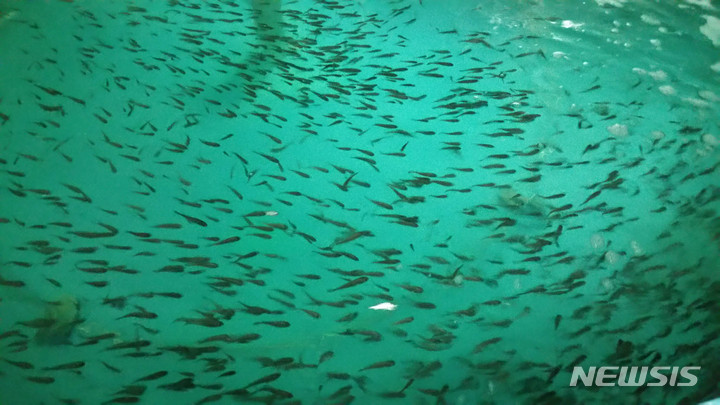 전남해양수산과학원 영광지원 서해특산시험장에서 선발 육성한 참조기 치어. (사진=전남해양수산과학원 제공) photo@newsis.com