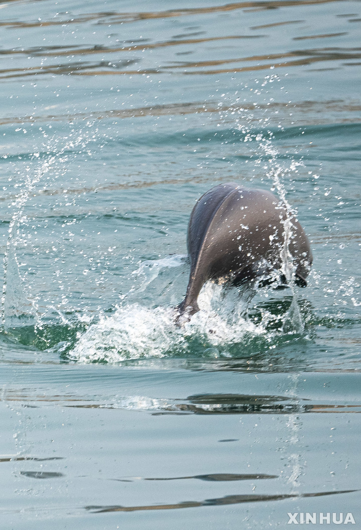 [이창( 중국 허베이성)=신화 /뉴시스]올해 2월 27일 중국에서 가장 긴 양쯔강변의 이창 시에서 지느러미 없는 상괭이가 물에서 뛰어오르는 광경.&nbsp; 중국 농업부는 이창에서 20만 마리의 토종 철갑상어 치어를 방류하기로 했다고 발표했다. 