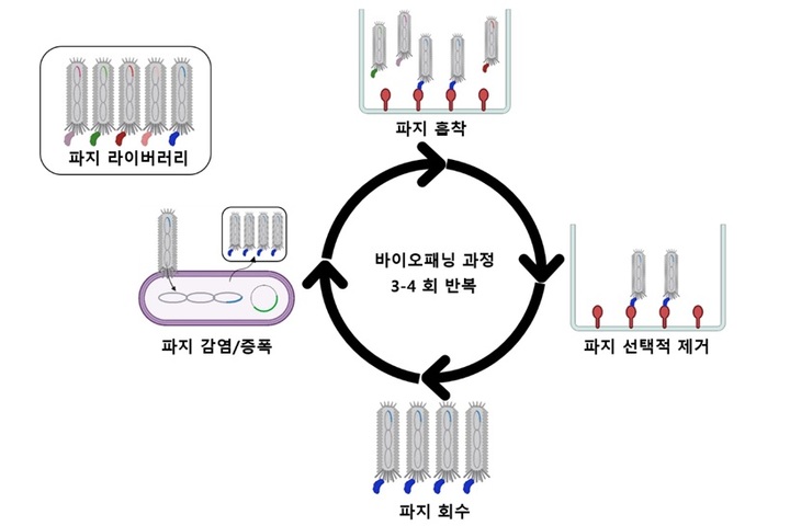 [부산=뉴시스] 세척(바이오패닝) 과정 중 잉어 헤르페스바이러스에 선택적으로 결합하는 유전자재조합 미니항체(scFv)를 선발할 수 있다. (그래픽=KIOST 제공) *재판매 및 DB 금지