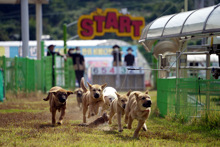 진도개 Dog스포츠 4일 스타트…달리기·어질리티 등