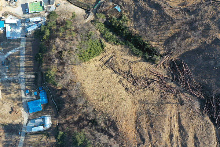[울진=뉴시스] 백동현 기자 = 지난 2일 경북 울진군 일대에서 벌채작업이 진행 중이다. 2023.03.04. livertrent@newsis.com *재판매 및 DB 금지