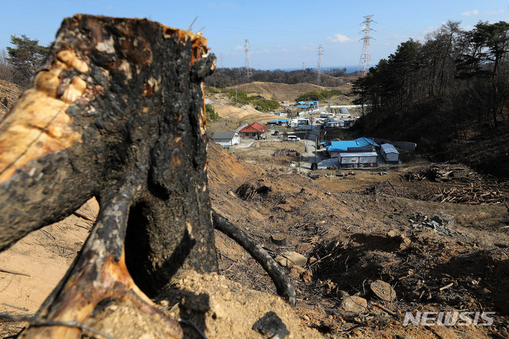 [울진=뉴시스] 백동현 기자 = 지난 2일 경북 울진군 신화2리 야산에 벌채작업을 마친 타버린 소나무 뒤로 마을이 보인다. 2023.03.04. livertrent@newsis.com