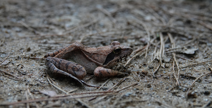 [서울=뉴시스] 서울시 중부공원여가센터가 2023년 3월 3일 남산에 서식하는 큰산개구리가 산란을 시작했다고 밝혔다. (사진=서울시 제공) 2023.03.03. photo@newsis.com *재판매 및 DB 금지