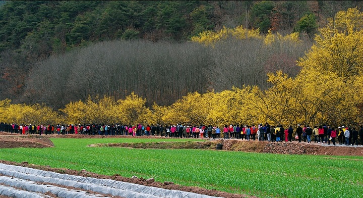 [안동=뉴시스] 의성산수유축제. (사진=경북도 제공) 2023.03..06 *재판매 및 DB 금지