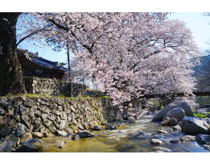 [거창=뉴시스] 거창 용원정 쌀다리 벚꽃. *재판매 및 DB 금지