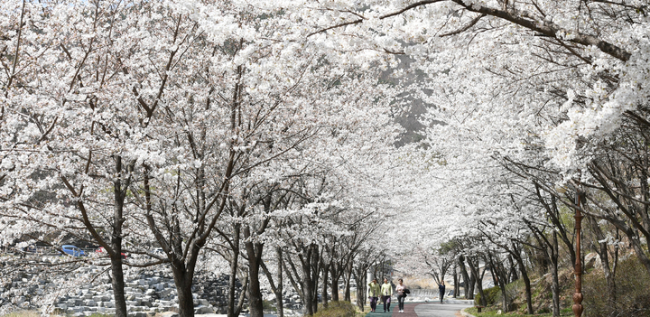 [거창=뉴시스] 거창 건계정 벚꽃길. *재판매 및 DB 금지
