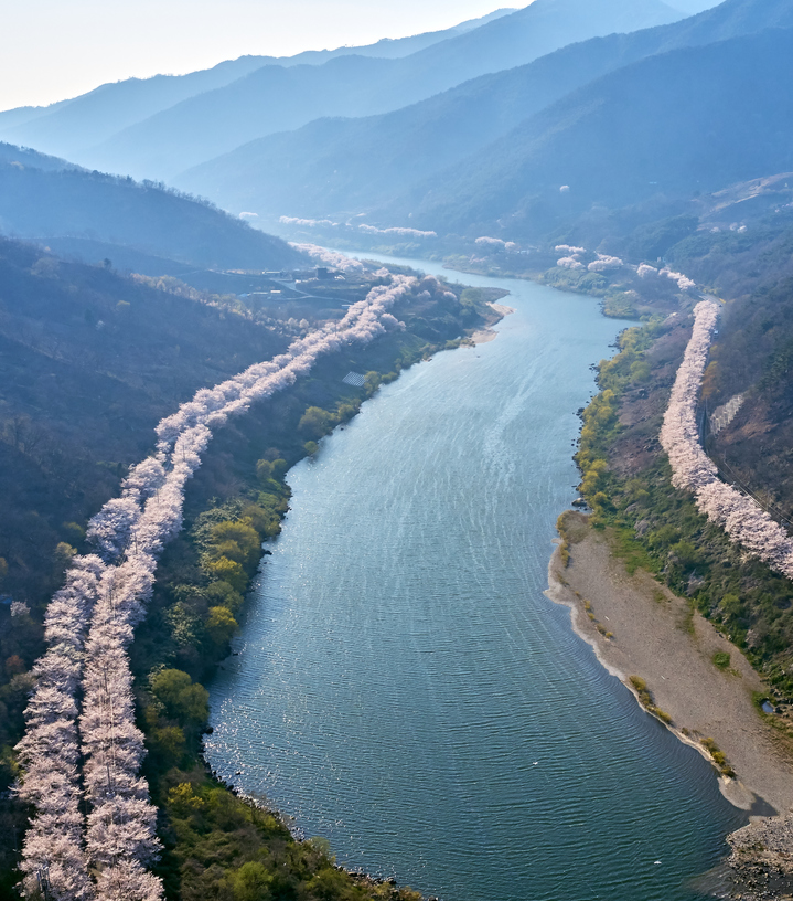 벚꽃 활짝핀 섬진강 변. 구례군 제공 *재판매 및 DB 금지