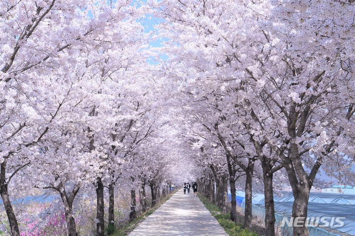 영천댐 벚꽃백리길