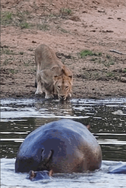 [서울=뉴시스] 소셜미디어를 통해 공유된 하마의 영상. 영상 속 하마가 돌진하자, 물을 마시던 사자는 그대로 줄행랑을 쳤다 (사진출처: 인스타그램 영상 갈무리) 2023.03.07. *재판매 및 DB 금지 *재판매 및 DB 금지
