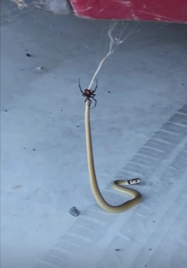 [서울=뉴시스] 호주에 거주 중인 카일 앤드루스의 차량 아래서 발견된 새끼 동부갈색뱀과 갈색뱀의 꼬리에 매달려 있는 붉은등과부거미, 두 동물 모두 치사량의 맹독을 가지고 있다 (사진출처: ABC 뉴스 영상 갈무리) 2023.03.07. *재판매 및 DB 금지