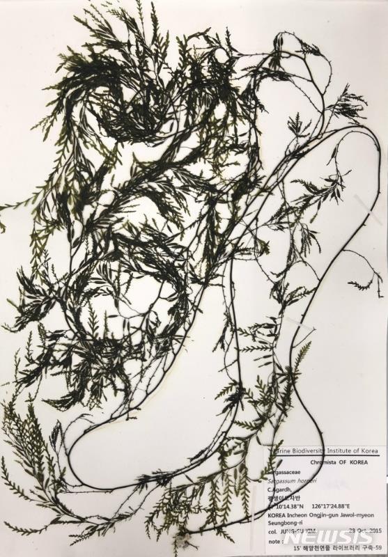 [서울=뉴시스] 괭생이모자반 표본.