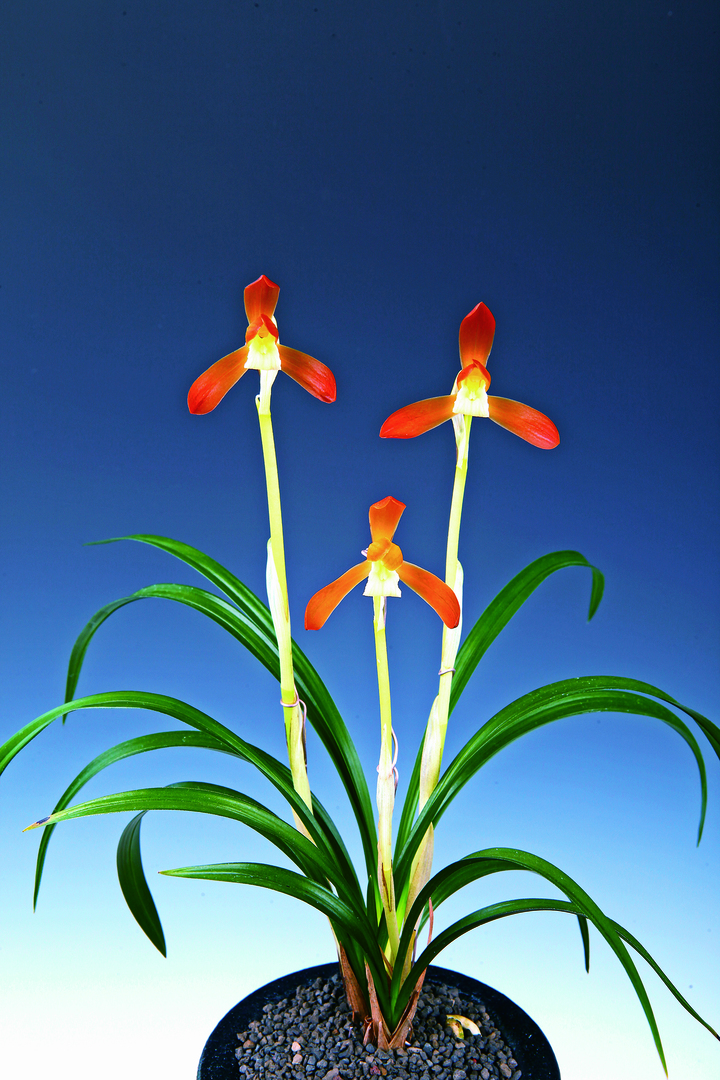 [광주=뉴시스] 제29회 화순 한국난 전국대회 대상작 홍화소심. (사진=뉴시스 DB) *재판매 및 DB 금지