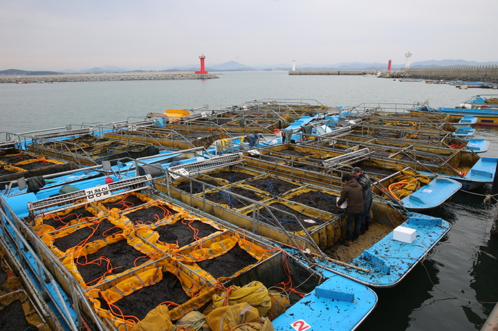 [홍성=뉴시스] 김 양식장. (사진=뉴시스 DB). photo@newsis.com&nbsp; *재판매 및 DB 금지