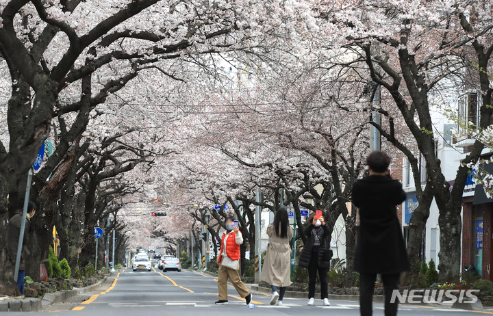 [제주=뉴시스] 우장호 기자 = 비교적 맑은 날씨를 보인 28일 오후 제주시 삼도1동 거리를 찾은 시민들이 휴대전화 카메라로 벚꽃을 촬영하며 봄계절을 만끽하고 있다. 제주시는 코로나19 확산 우려로 3년 연속 전농로와 장전리 등 대표적인 벚꽃축제를 취소하기로 했다. 2022.03.28. woo1223@newsis.com