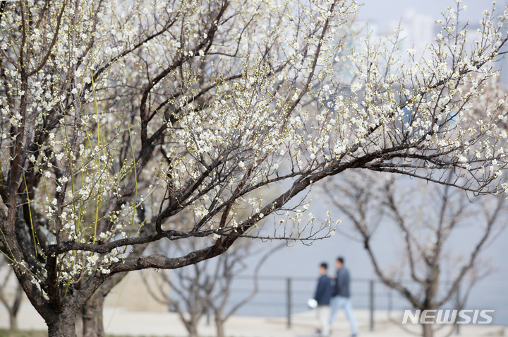[서울=뉴시스] 김진아 기자 = 서울의 낮 기온이 22도를 넘는 등 포근한 날씨를 보인 지난 3월10일 서울 여의도 한강공원에 매화꽃이 피어있다. 2023.03.10. bluesoda@newsis.com