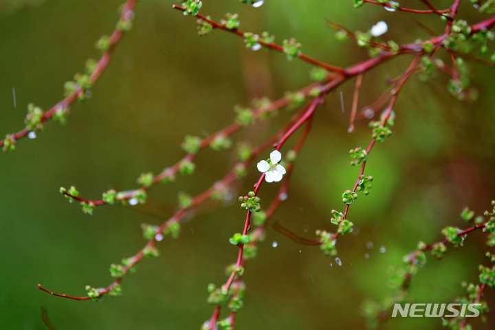 [광주=뉴시스] 이영주 기자 = 비가 내리는 12일 오전 광주 동구 5·18민주광장 주변에서 조팝나무가 꽃을 피워내고 있다. 2023.03.12. leeyj2578@newsis.com