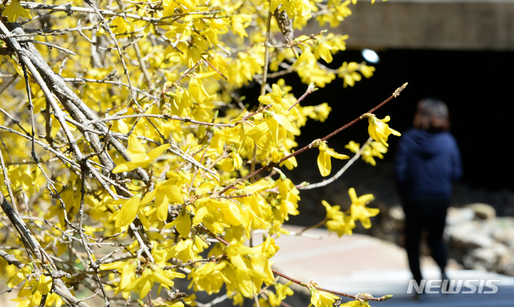 [울산=뉴시스] 배병수 기자 = 봄기운이 완연한 13일 오후 울산 남구 무거천 일원에 개나리가 활짝 펴 봄소식을 전하고 있다. 2023.03.13. bbs@newsis.com.