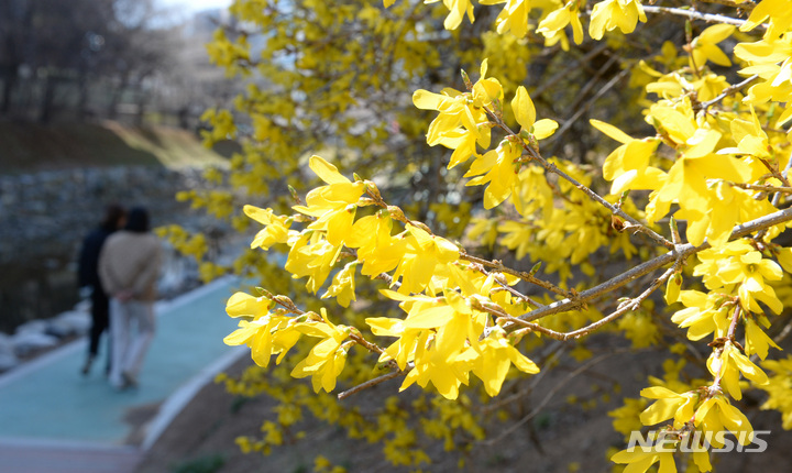 [울산=뉴시스] 배병수 기자 = 봄기운이 완연한 13일 오후 울산 남구 무거천 일원에 개나리가 활짝 펴 봄소식을 전하고 있다. 2023.03.13. bbs@newsis.com.