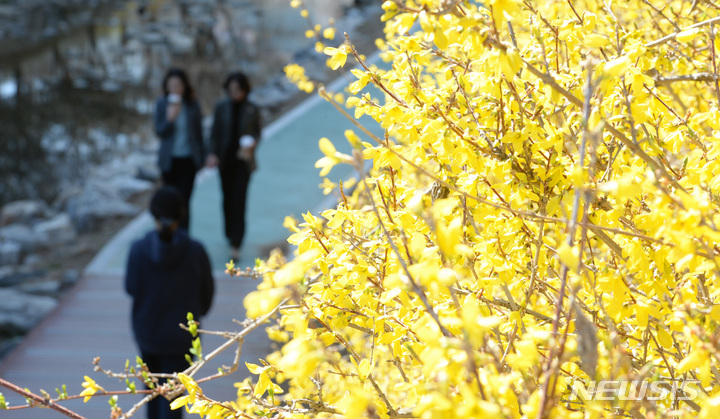[울산=뉴시스] 배병수 기자 = 봄기운이 완연한 13일 오후 울산 남구 무거천 일원에 개나리가 활짝 펴 봄소식을 전하고 있다. 2023.03.13. bbs@newsis.com.