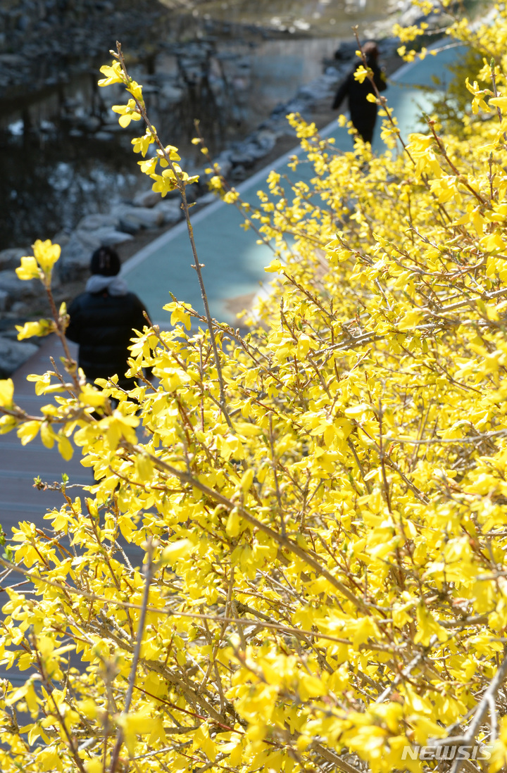[울산=뉴시스] 배병수 기자 = 봄기운이 완연한 13일 오후 울산 남구 무거천 일원에 개나리가 활짝 펴 봄소식을 전하고 있다. 2023.03.13. bbs@newsis.com.