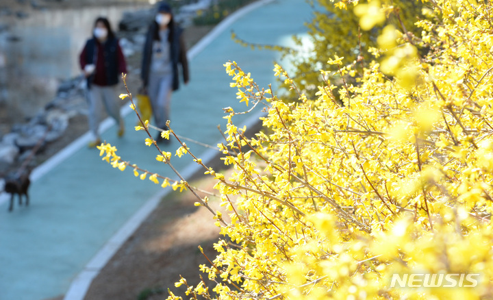 [울산=뉴시스] 배병수 기자 = 봄기운이 완연한 13일 오후 울산 남구 무거천 일원에 개나리가 활짝 펴 봄소식을 전하고 있다. 2023.03.13. bbs@newsis.com.