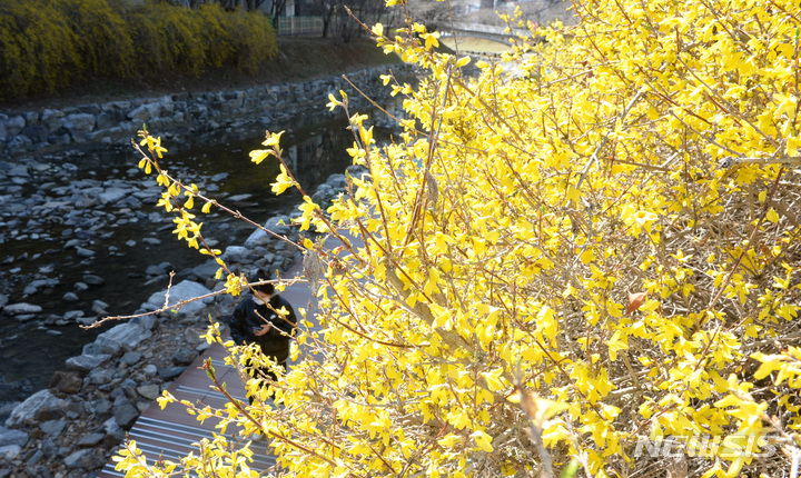[울산=뉴시스] 배병수 기자 = 봄기운이 완연한 13일 오후 울산 남구 무거천 일원에 개나리가 활짝 펴 봄소식을 전하고 있다. 2023.03.13. bbs@newsis.com.