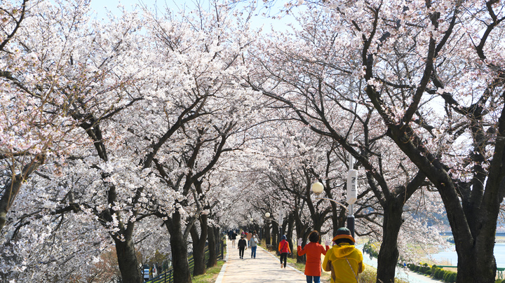 [안동=뉴시스] 영주 서천 벚꽃. (사진=경북도 제공) 2023.03.14 *재판매 및 DB 금지