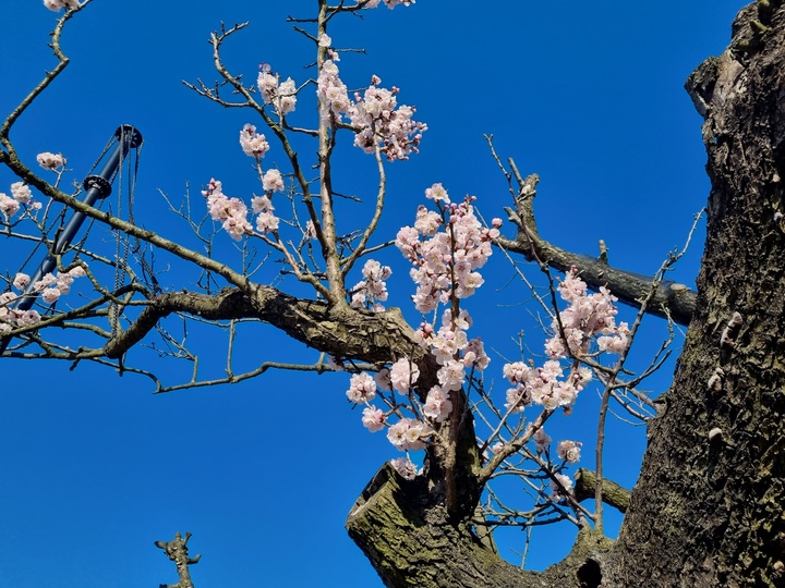 [서울=뉴시스] 개화한 강릉 오죽헌 율곡매 (사진=문화재청 제공) 2023.03.14. photo@newsis.com *재판매 및 DB 금지