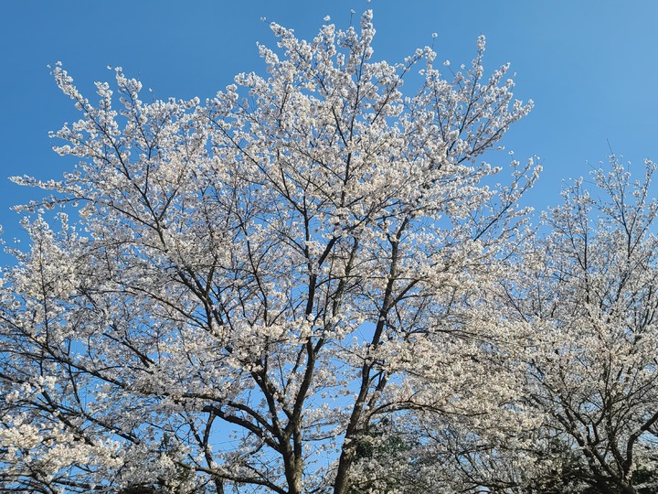 [서울=뉴시스] 개화한 구례 화엄사 들매 (사진=문화재청 제공) 2023.03.14. photo@newsis.com *재판매 및 DB 금지