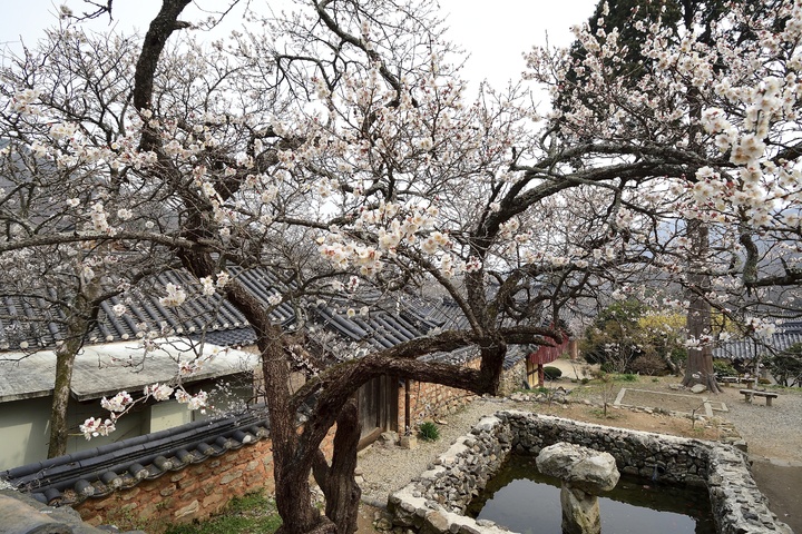 [서울=뉴시스] 개화한 순천 선암사 선암매 (사진=문화재청 제공) 2023.03.14. photo@newsis.com *재판매 및 DB 금지