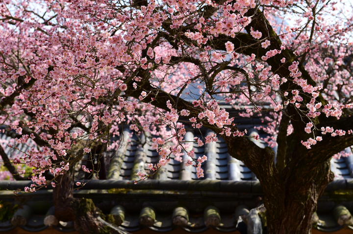[서울=뉴시스] 개화한 장성 백양사 고불매 (사진=문화재청 제공) 2023.03.14. photo@newsis.com *재판매 및 DB 금지