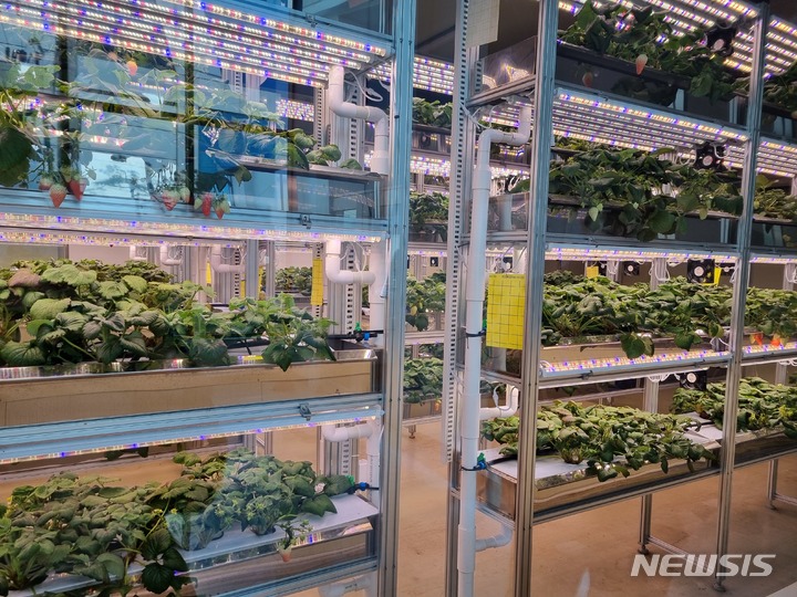 [평택=뉴시스] 임하은 기자 = 스마트팜 기업인 플랜티팜의 평택 식물공장 내부 모습. 시험재배 중인 딸기가 자라고 있다. 2023.03.14. rainy71@newsis.com