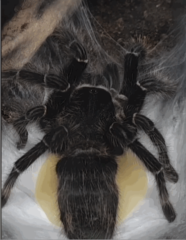 [서울=뉴시스] 절지동물을 전문적으로 촬영하는 인플루언서 'wtk_spider'가 개인 소셜미디어에 지난달 업로드한 타란툴라 영상, 알주머니를 배출한 타란툴라가 거미줄로 알을 소중히 감싸고 있다 (사진출처: 소셜미디어 영상 갈무리, @wtk_spider) 2023.03.15. *재판매 및 DB 금지 *재판매 및 DB 금지