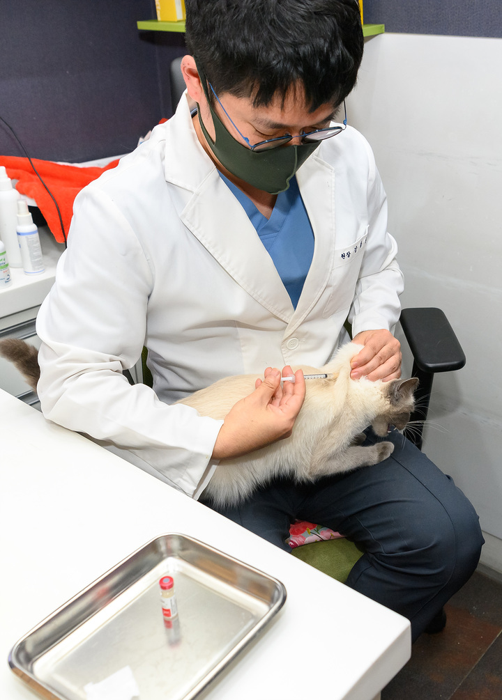 [서울=뉴시스]양천구 관내 지정 동물병원에서 광견병 예방접종중인 고양이.(사진=양천구 제공) *재판매 및 DB 금지