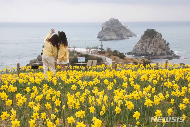 [부산=뉴시스] 하경민 기자 = 완연한 봄 날씨를 보인 15일 부산 남구 오륙도해맞이공원을 찾은 시민들이 활짝 핀 수선화와 푸른 바다를 둘러보며 나들이를 즐기고 있다. 2023.03.15. yulnetphoto@newsis.com