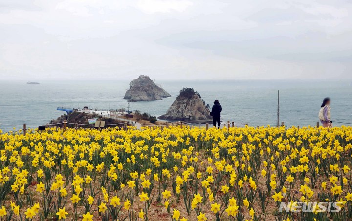 [부산=뉴시스] 하경민 기자 = 완연한 봄 날씨를 보인 15일 부산 남구 오륙도해맞이공원을 찾은 시민들이 활짝 핀 수선화와 푸른 바다를 둘러보며 나들이를 즐기고 있다. 2023.03.15. yulnetphoto@newsis.com