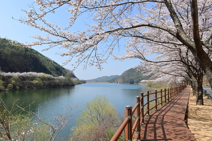 물야저수지 벚꽃 (사진=봉화군 제공) *재판매 및 DB 금지