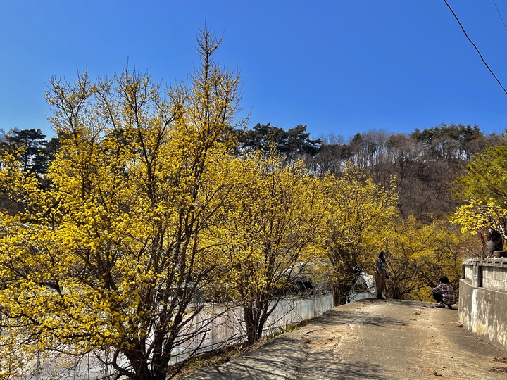 봉화 띠띠마을 산수유꽃 (사진=봉화군 제공) *재판매 및 DB 금지
